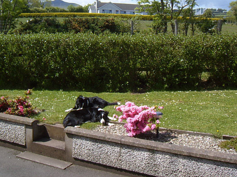 Garron View Bed & Breakfast Cushendall Exterior photo
